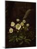 Hellebores in a Rockery-Otto Didrik Ottesen-Mounted Giclee Print