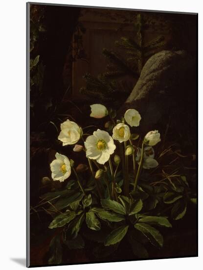 Hellebores in a Rockery-Otto Didrik Ottesen-Mounted Giclee Print