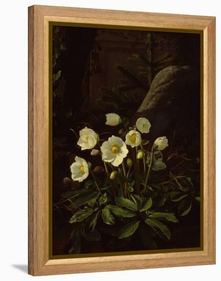 Hellebores in a Rockery-Otto Didrik Ottesen-Framed Premier Image Canvas