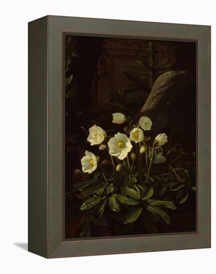 Hellebores in a Rockery-Otto Didrik Ottesen-Framed Premier Image Canvas