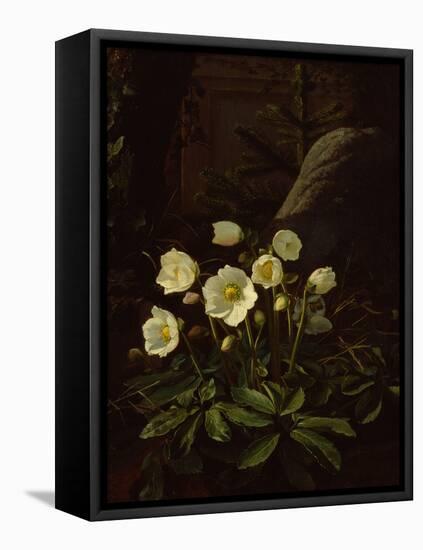 Hellebores in a Rockery-Otto Didrik Ottesen-Framed Premier Image Canvas