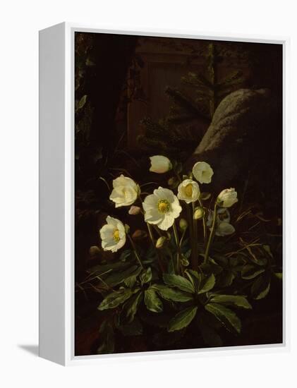 Hellebores in a Rockery-Otto Didrik Ottesen-Framed Premier Image Canvas