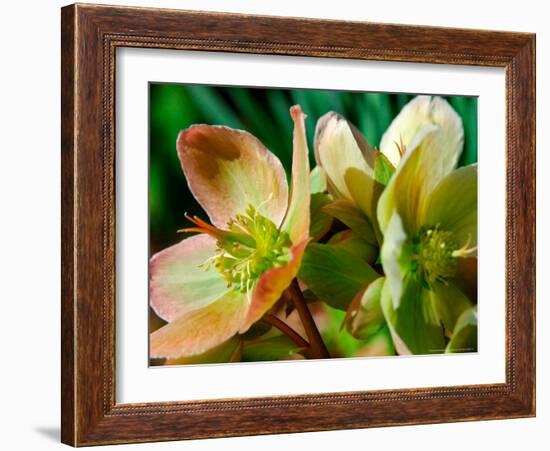 Hellebores, Reading, Massachusetts-Lisa S. Engelbrecht-Framed Photographic Print