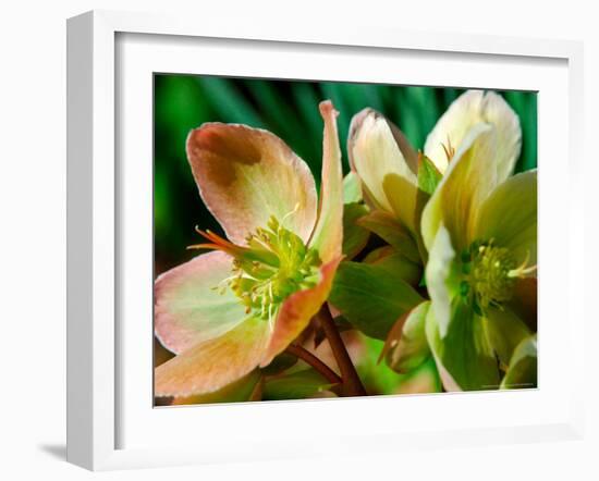 Hellebores, Reading, Massachusetts-Lisa S. Engelbrecht-Framed Photographic Print