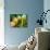 Hellebores, Reading, Massachusetts-Lisa S. Engelbrecht-Photographic Print displayed on a wall