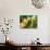 Hellebores, Reading, Massachusetts-Lisa S. Engelbrecht-Photographic Print displayed on a wall