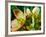 Hellebores, Reading, Massachusetts-Lisa S. Engelbrecht-Framed Photographic Print