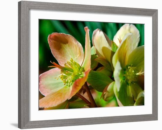 Hellebores, Reading, Massachusetts-Lisa S. Engelbrecht-Framed Photographic Print