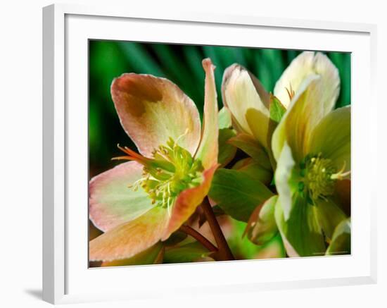 Hellebores, Reading, Massachusetts-Lisa S. Engelbrecht-Framed Photographic Print