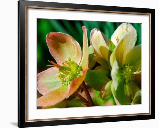 Hellebores, Reading, Massachusetts-Lisa S. Engelbrecht-Framed Photographic Print