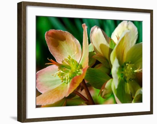 Hellebores, Reading, Massachusetts-Lisa S. Engelbrecht-Framed Photographic Print