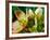 Hellebores, Reading, Massachusetts-Lisa S. Engelbrecht-Framed Photographic Print