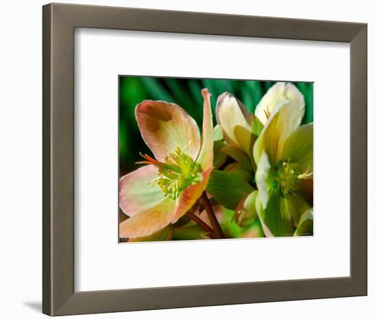 Hellebores, Reading, Massachusetts-Lisa S. Engelbrecht-Framed Photographic Print