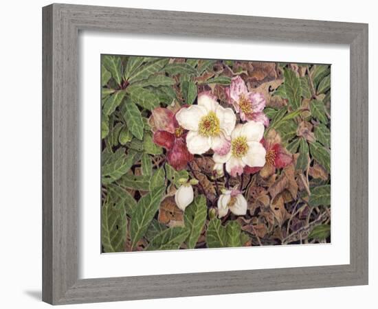 Hellebores-Jan Benz-Framed Giclee Print