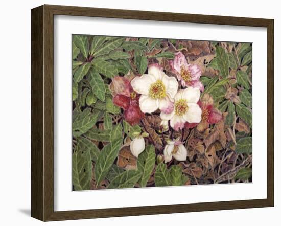 Hellebores-Jan Benz-Framed Giclee Print