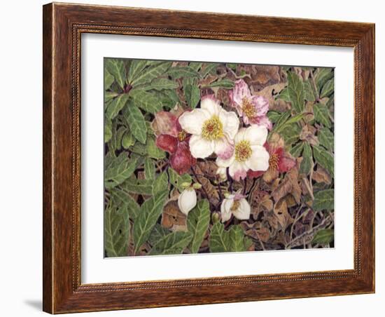 Hellebores-Jan Benz-Framed Giclee Print