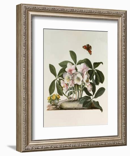 Helleborus Niger or Christmas Rose, Watercolour, 18th century-Georg Dionysius Ehret-Framed Giclee Print