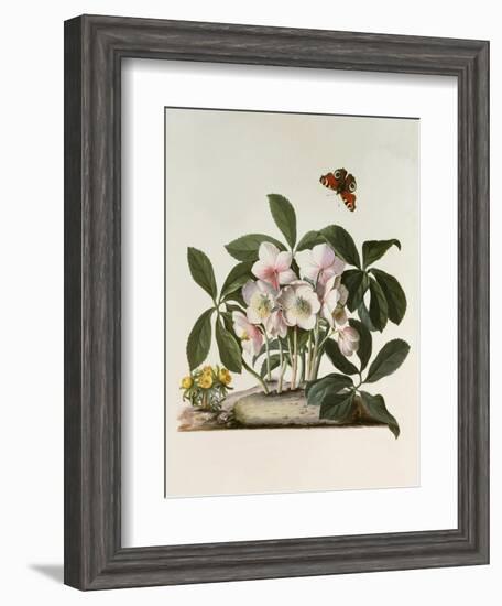 Helleborus Niger or Christmas Rose, Watercolour, 18th century-Georg Dionysius Ehret-Framed Giclee Print