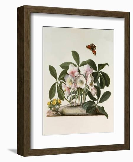 Helleborus Niger or Christmas Rose, Watercolour, 18th century-Georg Dionysius Ehret-Framed Giclee Print