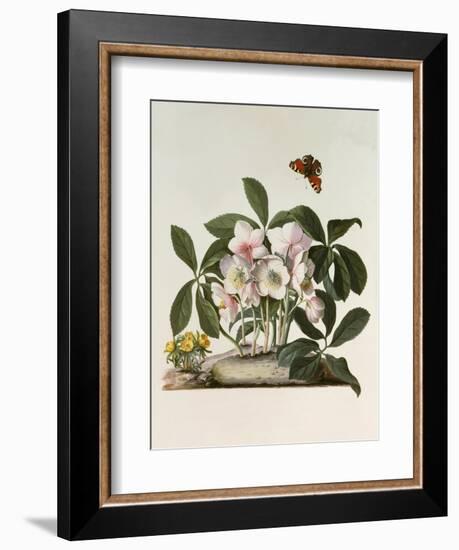 Helleborus Niger or Christmas Rose, Watercolour, 18th century-Georg Dionysius Ehret-Framed Giclee Print