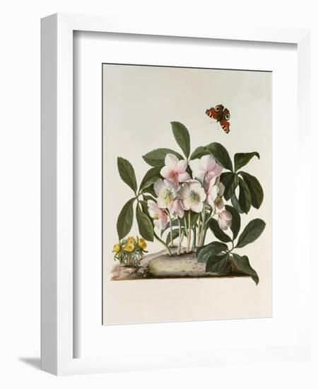 Helleborus Niger or Christmas Rose, Watercolour, 18th century-Georg Dionysius Ehret-Framed Giclee Print