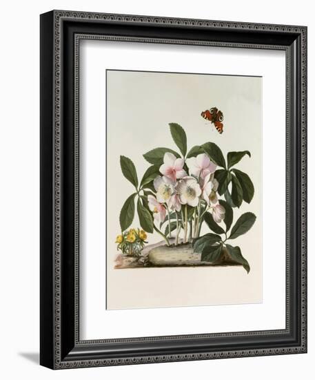 Helleborus Niger or Christmas Rose, Watercolour, 18th century-Georg Dionysius Ehret-Framed Giclee Print