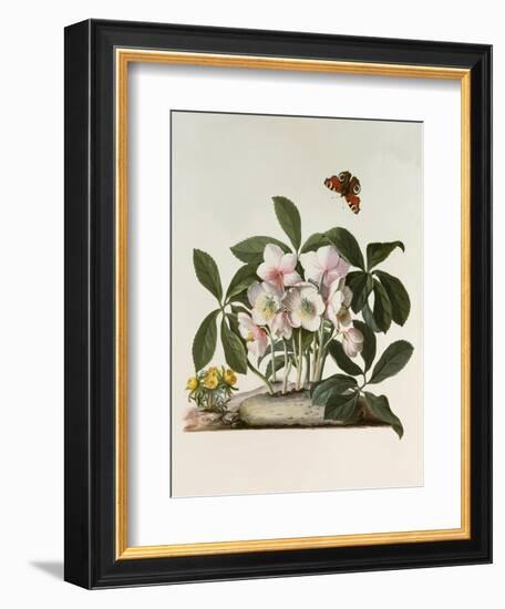 Helleborus Niger or Christmas Rose, Watercolour, 18th century-Georg Dionysius Ehret-Framed Giclee Print