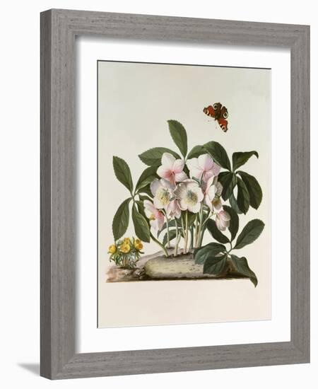 Helleborus Niger or Christmas Rose, Watercolour, 18th century-Georg Dionysius Ehret-Framed Giclee Print