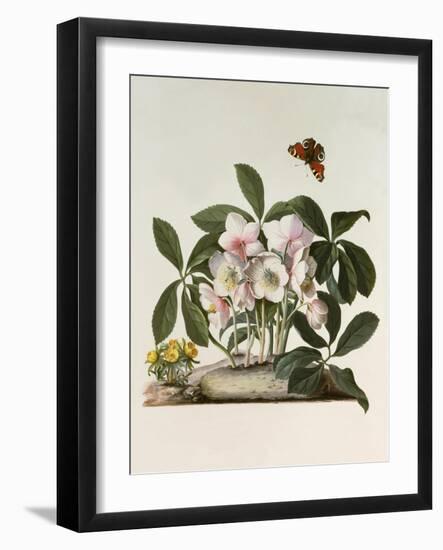 Helleborus Niger or Christmas Rose, Watercolour, 18th century-Georg Dionysius Ehret-Framed Giclee Print