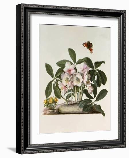 Helleborus Niger or Christmas Rose, Watercolour, 18th century-Georg Dionysius Ehret-Framed Giclee Print