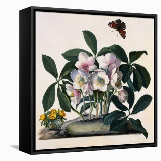 Helleborus Niger, Rose and Butterfly Lithograph-Georg Dionysius Ehret-Framed Premier Image Canvas