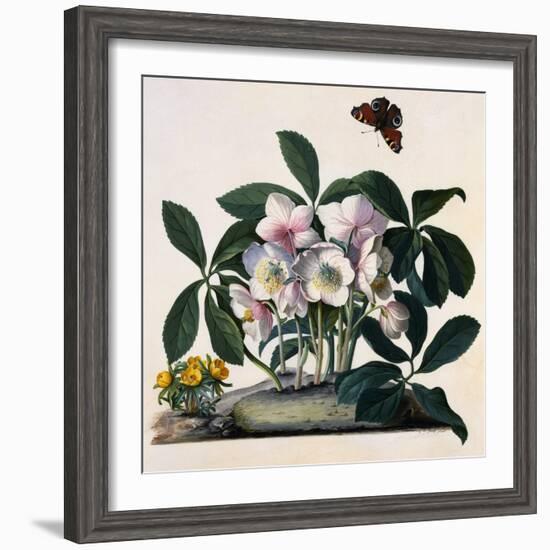 Helleborus Niger, Rose and Butterfly Lithograph-Georg Dionysius Ehret-Framed Giclee Print