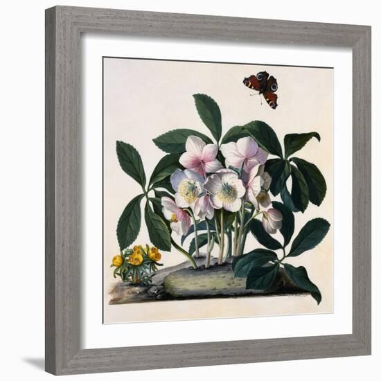 Helleborus Niger, Rose and Butterfly Lithograph-Georg Dionysius Ehret-Framed Giclee Print