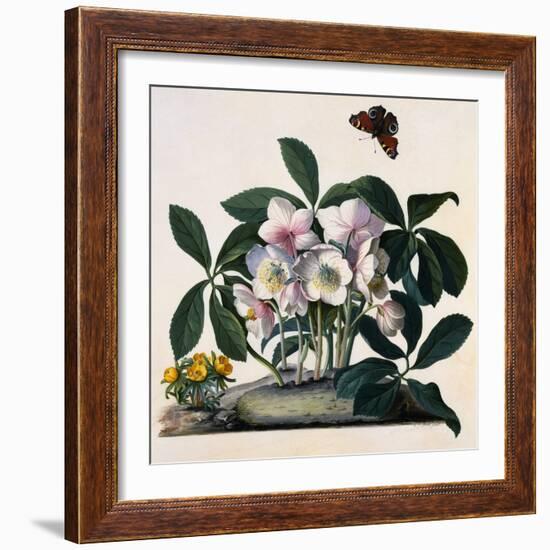 Helleborus Niger, Rose and Butterfly Lithograph-Georg Dionysius Ehret-Framed Giclee Print