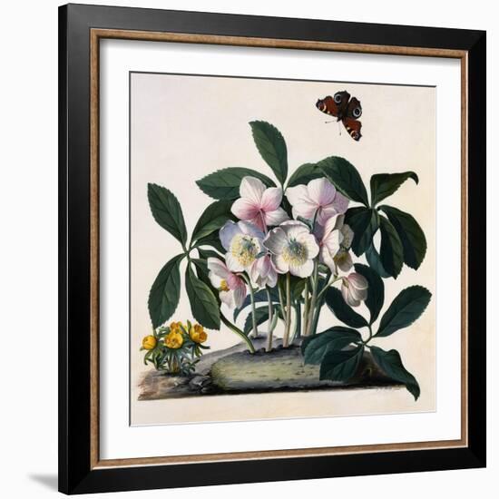 Helleborus Niger, Rose and Butterfly Lithograph-Georg Dionysius Ehret-Framed Giclee Print