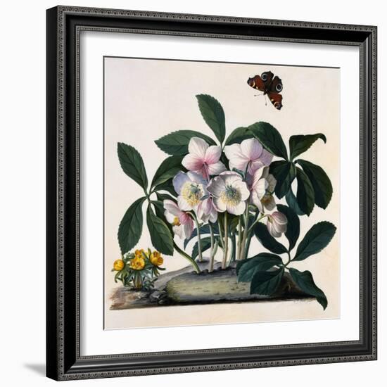 Helleborus Niger, Rose and Butterfly Lithograph-Georg Dionysius Ehret-Framed Giclee Print