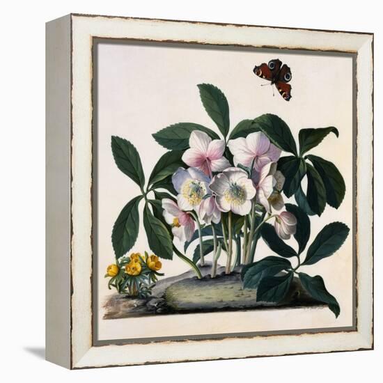 Helleborus Niger, Rose and Butterfly Lithograph-Georg Dionysius Ehret-Framed Premier Image Canvas