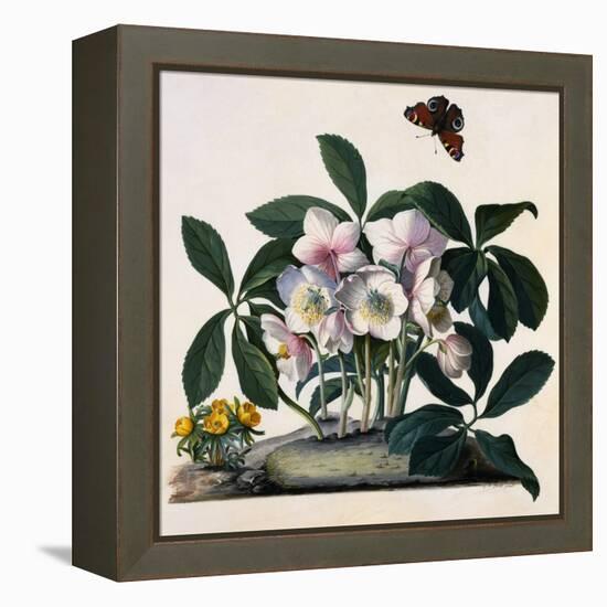 Helleborus Niger, Rose and Butterfly Lithograph-Georg Dionysius Ehret-Framed Premier Image Canvas