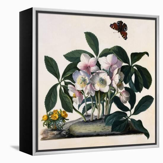 Helleborus Niger, Rose and Butterfly Lithograph-Georg Dionysius Ehret-Framed Premier Image Canvas