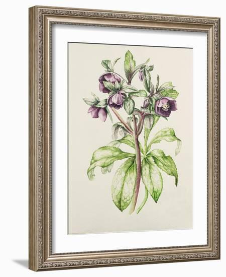 Helleborus Orientalis from Helen Ballard (Dark Purple Flowers)-Alison Cooper-Framed Giclee Print