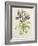 Helleborus Orientalis from Helen Ballard (Dark Purple Flowers)-Alison Cooper-Framed Giclee Print