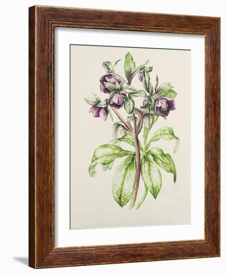 Helleborus Orientalis from Helen Ballard (Dark Purple Flowers)-Alison Cooper-Framed Giclee Print