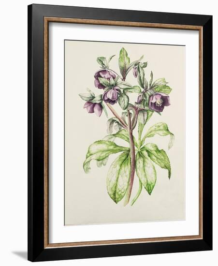 Helleborus Orientalis from Helen Ballard (Dark Purple Flowers)-Alison Cooper-Framed Giclee Print