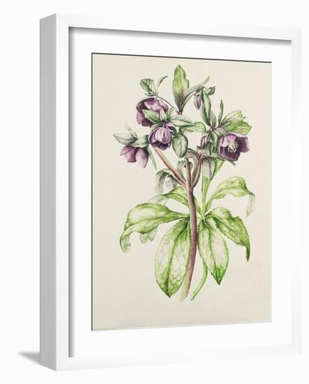 Helleborus Orientalis from Helen Ballard (Dark Purple Flowers)-Alison Cooper-Framed Giclee Print