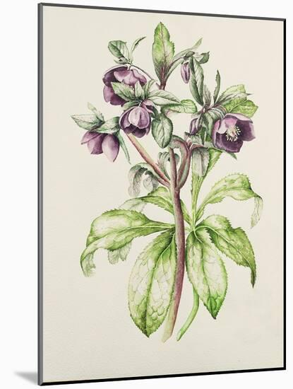 Helleborus Orientalis from Helen Ballard (Dark Purple Flowers)-Alison Cooper-Mounted Giclee Print