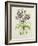 Helleborus Orientalis from Helen Ballard (Dark Purple Flowers)-Alison Cooper-Framed Giclee Print