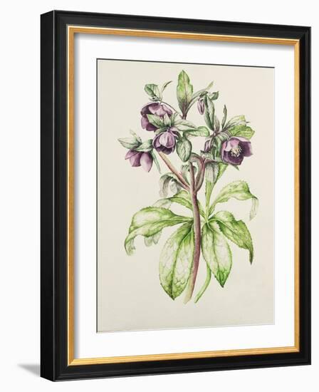 Helleborus Orientalis from Helen Ballard (Dark Purple Flowers)-Alison Cooper-Framed Giclee Print