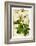 Helleborus-Anna Martin-Framed Art Print