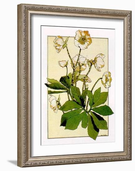 Helleborus-Anna Martin-Framed Art Print