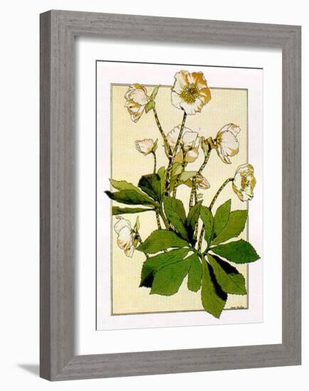 Helleborus-Anna Martin-Framed Art Print